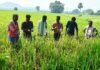 వరి పంటకు బ్యాక్టీరియా ఎండాకు తెగులు.. రైతులు అప్రమత్తంగా ఉండాలి